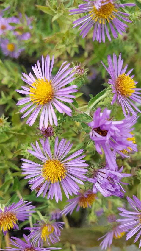 A bouquet of new england flowers from hydrangeas on martha's vineyard to lupines in new hampshire. New England Aster Symphyotrichum novae-angliae close up of ...