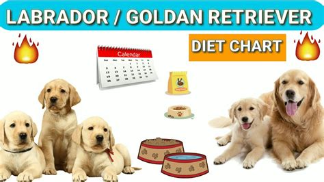 How much food for puppy labrador. Labrador diet chart | Golden Retriever diet plan | in ...