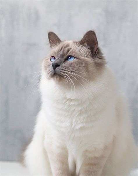 14 Most Beautiful Cat Breeds Youll Love With Pictures Pet Keen