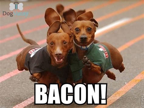 Best Bacon Memes Bacon Today