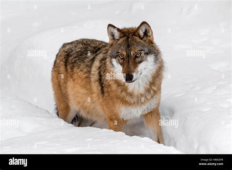 Solitary Gray Wolf Grey Wolf Canis Lupus Walking In Deep Snow In