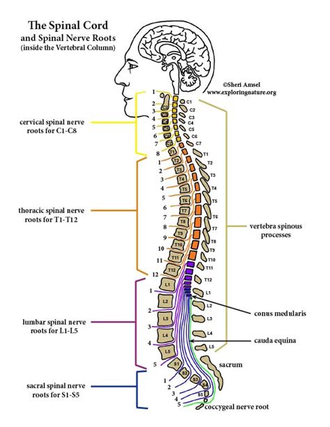 Spinal Cord And Spinal Nerve Roots Diagram