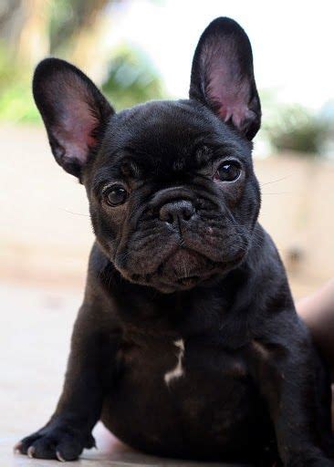 Sometimes your frenchie's farts may be especially stinky. Best 25+ Black french bulldogs ideas on Pinterest | French ...