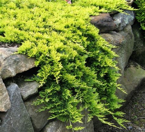 Top 10 Evergreen Ground Cover Plants And Their Benefits