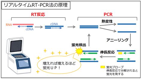Polymerase chain reaction (pcr) is a method widely used to rapidly make millions to billions of copies of a specific dna sample, allowing scientists to take a very small sample of dna and amplify it to. 唾液を使ったPCR検査について | 北海道大学病院