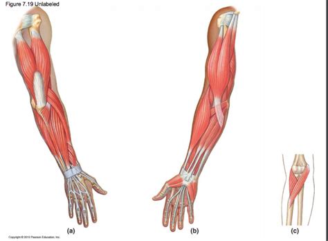 Figure Muscles Of The Anterior Forearm Wrist And Hand C