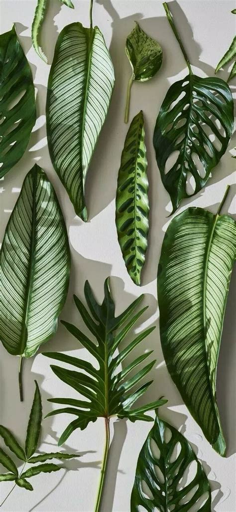 Here you can explore hq plants transparent illustrations, icons and clipart with filter setting polish your personal project or design with these plants transparent png images, make it even more personalized and more attractive. Indoor Plants Wallpapers - Wallpaper Cave