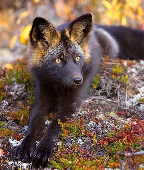 The Extremely Rare And Curious Silver Fox Rfoxes