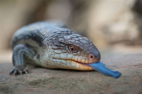 Blotched Blue Tongued Lizard Sean Crane Photography