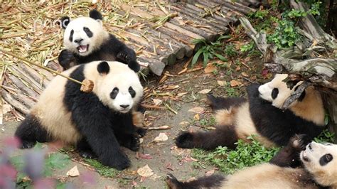 Pandas Fighting For Food Youtube
