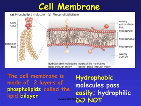 Cell Membrane Is Made Up Of Functions Functions And Diagram