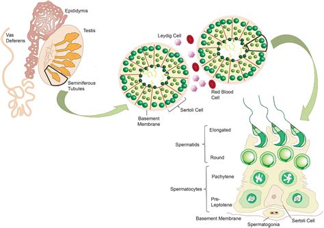 Frontiers The Role Of The Immune Response In Chlamydia Trachomatis