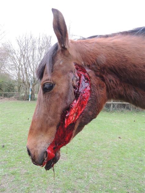 We did not find results for: This is what can happen if you leave a halter on a horse ...