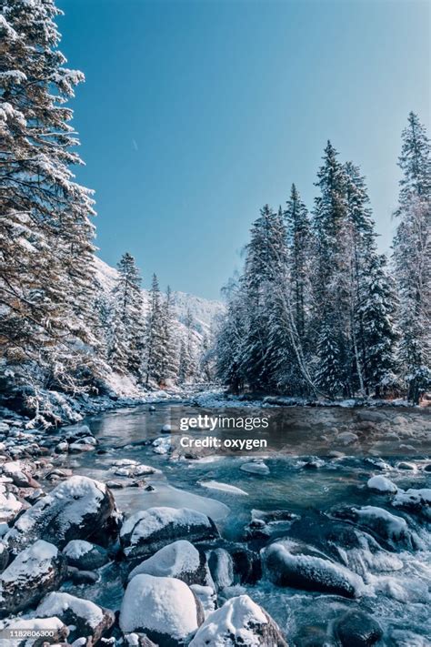 Rivers With Snow Covered Fir Trees Forest Winter Season Kucherla