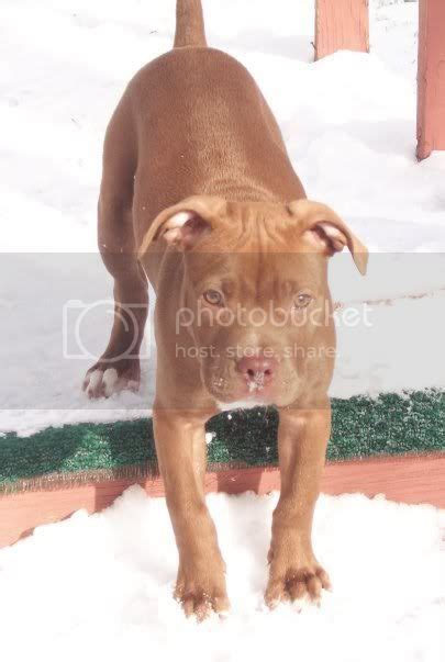 Chocolate Red Nose Pitbull Photo By Hotmommaplus2 Photobucket