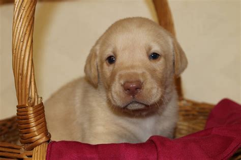 Greenfield puppies has puppies for sale in pa! Pin by Rock Springs Lab Kennel on Available British Lab ...
