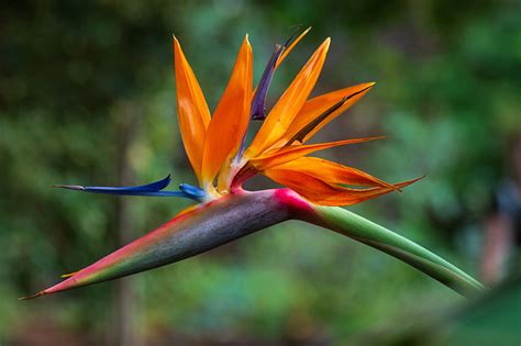 How To Grow Bird Of Paradise Plants Strelitzia Gardeners Path