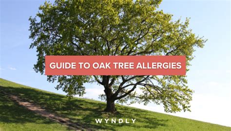 Oak Allergy Cause Symptoms Treatment 2023 And Wyndly