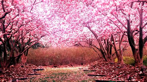 Cherry Blossom Wallpapers 73 Pictures