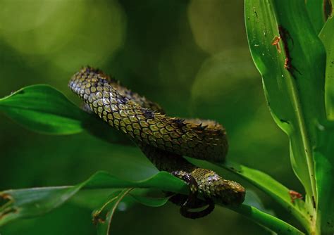 Spiny Bush Viper L Startling Toxicity Our Breathing Planet