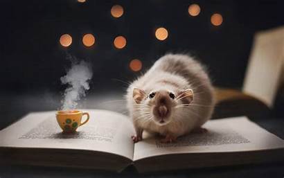Rat Coffee Animals Pets Wallpapers Decorative Desktop