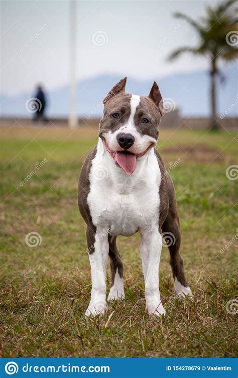 Beautiful Happy Pit Bull Dog While Playing In The Park Stock Image
