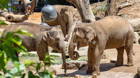 Three Asian Elephants At Melbourne Zoo Are Pregnant