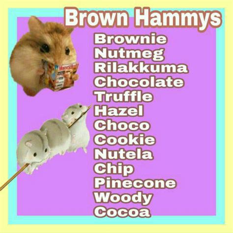 Girl Pet Names For Hamsters Various Kinds Of Pet