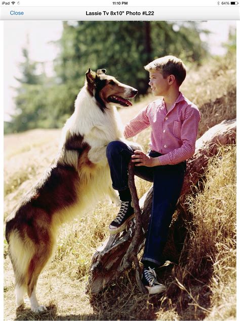 Older Timmy And Lassie Dog Tv Shows Great Tv Shows Rough Collie