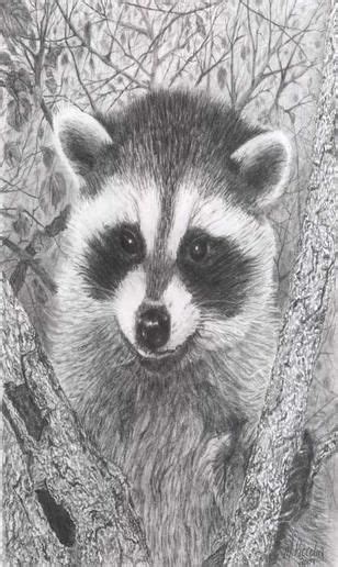 Pin By Ellen Bounds On Raccoons Drawings And Paintings Of Raccoons