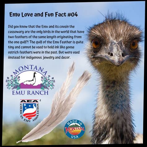 Emu Fun Fact 04 Fun Facts Emu Facts