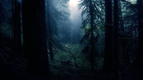 Dark Forest Wallpapers Photo Widescreen Forest 1080p Dark Forest