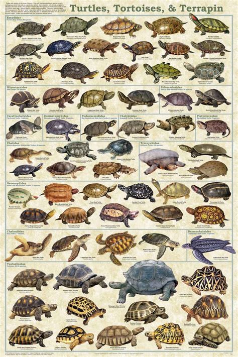 Turtles Tortoises And Terrapin Poster Reptile Poster Pet Turtle