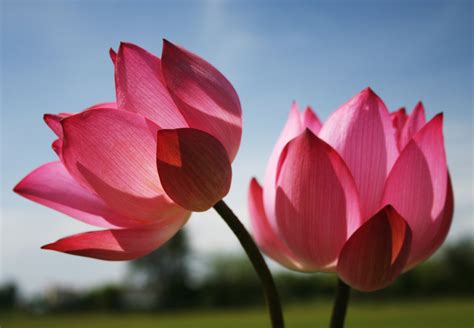 Images Of Flowers With Pink Lotus Flower For Beautiful Nature Wallpaper
