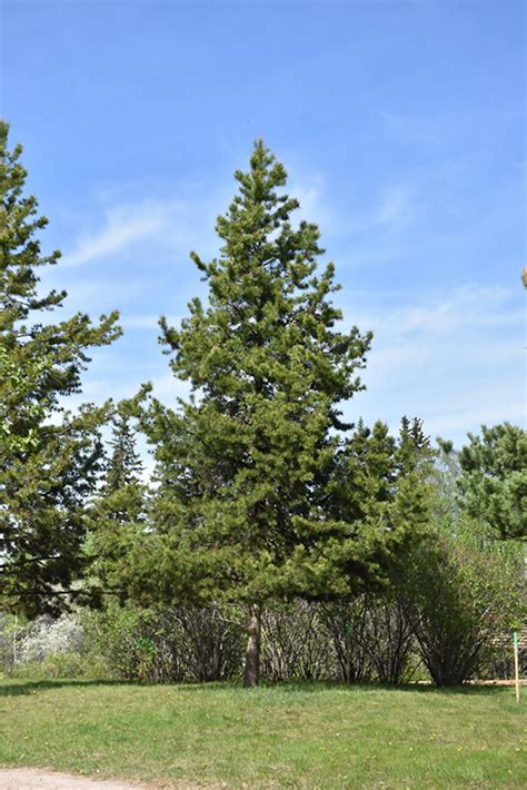 Lodgepole Pine Pinus Contorta Var Latifolia In Vancouver Victoria