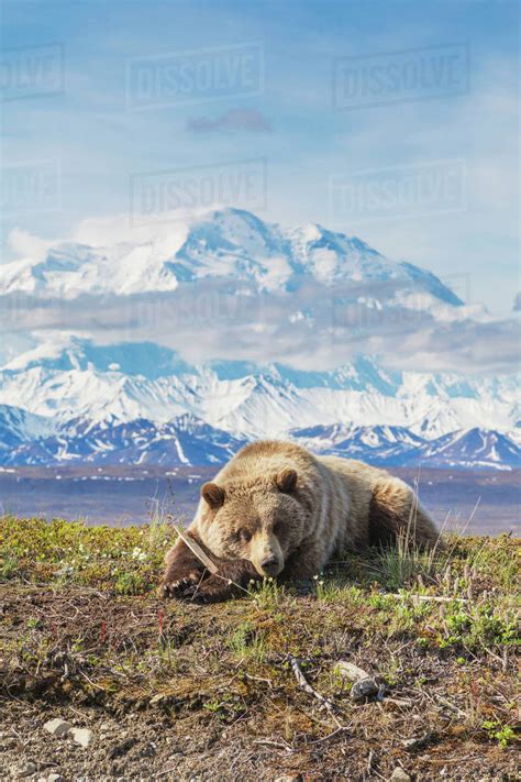 Young Grizzly Bear Rests Along The Spring Tundra In Front Of Mt