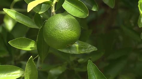 Citrus Greening Cure From California Could Be Key To Revitalizing