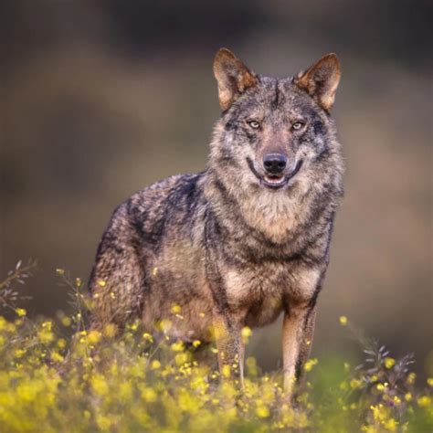 Iberian Wolf The Iberian Hunting Experience