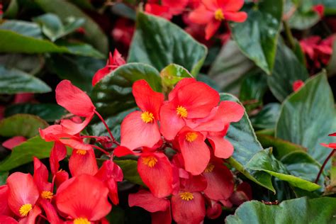 Growing Annual Begonia Plants - Information On How To Grow ...