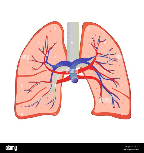 Human Lung Anatomy Hi Res Stock Photography And Images Alamy