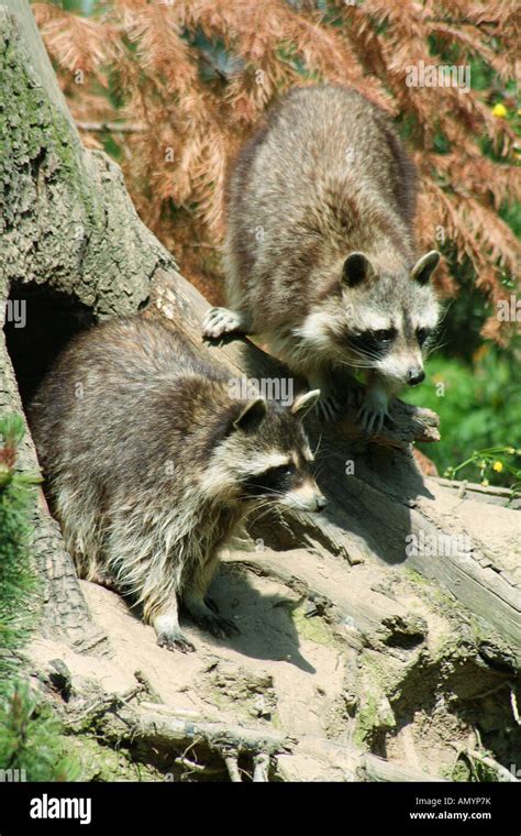 Two Common Raccoons In Front Of Den Procyon Lotor Stock Photo Alamy