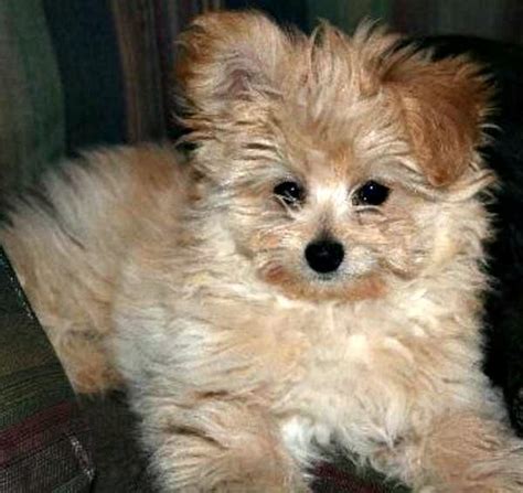Pomeranian Poodle Mix Grooming Pets Lovers