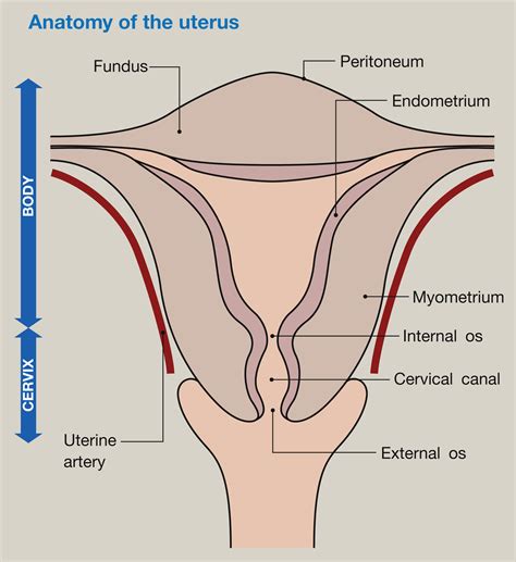 Uterine Physiology Anaesthesia And Intensive Care Medicine