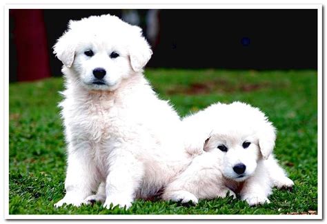 Everything About The Kuvasz Dog Breed Temperament Care Advice