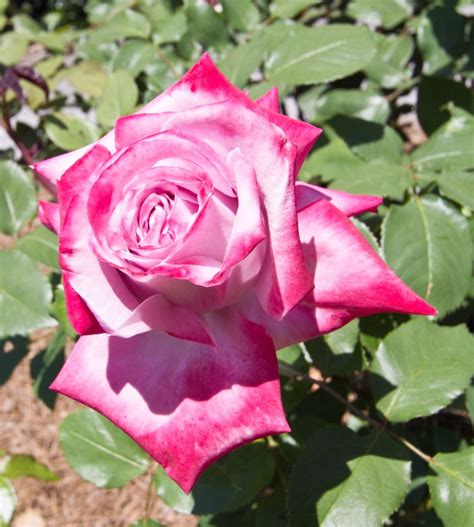 rose paradise™ bush form hello hello plants