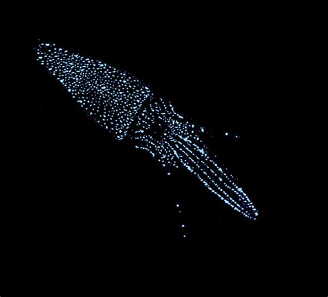 Bioluminescence In Abralia Squid Bioluminescent Animals