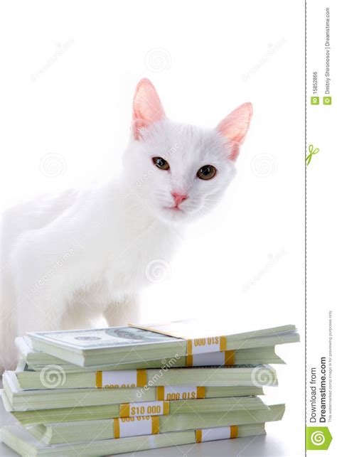 This is a subreddit for cats with money. Cat With Money Royalty Free Stock Image - Image: 15852866