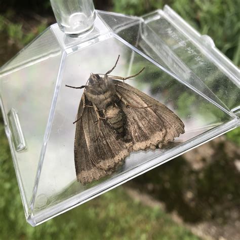 The Biggest Moth Ive Ever Seen Uk What Is It Specifically R