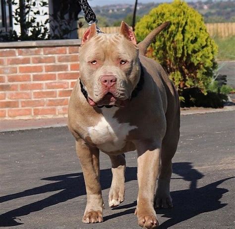 I have some pit bull puppies for sale. XL American Bully Puppies For Sale | in Nottingham ...