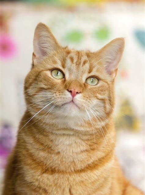 Fun Facts About Ginger Tabby Cats Orange Tabby Cats Cats